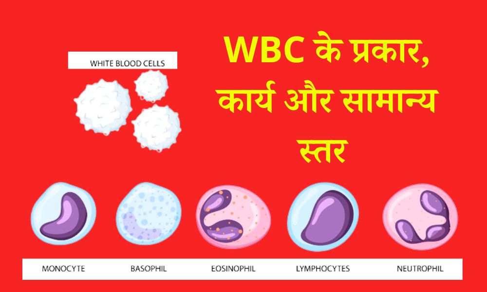 सफेद रक्त कोशिकाओं के प्रकार, कार्य और सामान्य स्तर - White blood cell type, functions and normal levels in Hindi