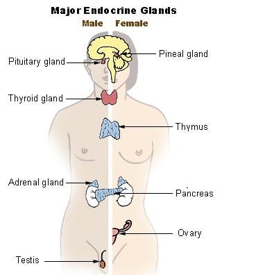 प्रमुख अंत: स्रावी ग्रंथियां, उनके कार्य और सम्बंधित रोग – Endocrine Gland, Types, Work and Endocrine Disorders in Hindi