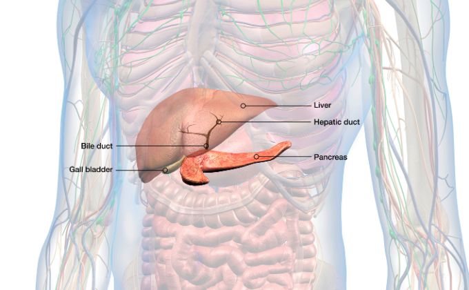 अग्न्याशय - Pancreas Endocrine Glands in Hindi