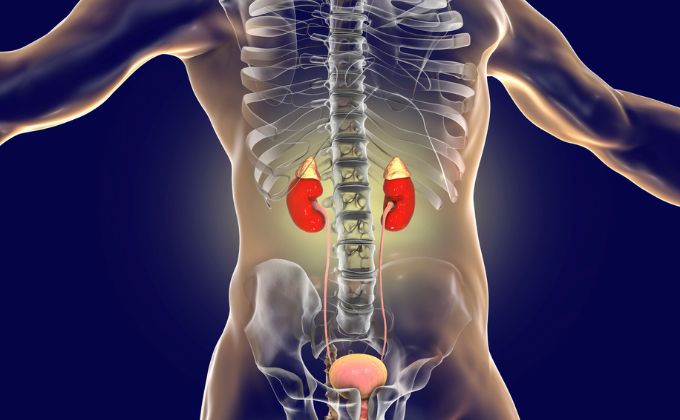 अधिवृक्क या एड्रिनल ग्रंथि - Adrenal glands in Hindi
