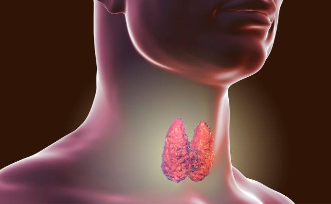 थायराइड ग्रंथि – Thyroid Endocrine Glands in Hindi