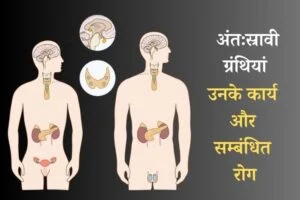 प्रमुख अंतःस्रावी ग्रंथियां, उनके कार्य और सम्बंधित रोग – Endocrine Gland, Types, Work and Endocrine Disorders in Hindi