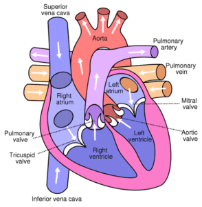 ह्यूमन हार्ट (दिल) से सम्बंधित महत्वपूर्ण प्रश्न - Human Heart facts and Heart Questions in Hindi