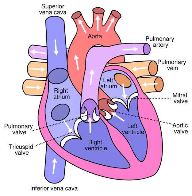 ह्यूमन हार्ट (दिल) से सम्बंधित महत्वपूर्ण प्रश्न - Human Heart facts and Heart Questions in Hindi