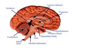 पिट्यूटरी ग्रंथि से निकलने वाले हार्मोन - Hormones produced by the pituitary gland in Hindi