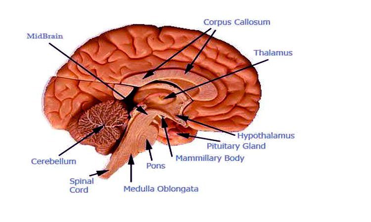 पिट्यूटरी ग्रंथि से निकलने वाले हार्मोन - Hormones produced by the pituitary gland in Hindi