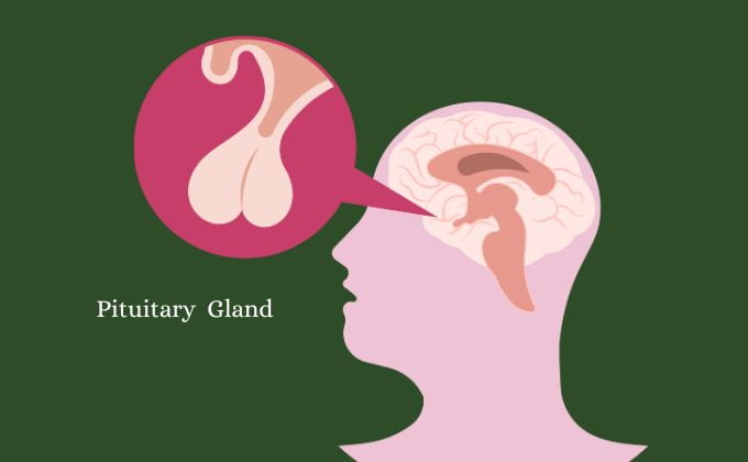 पीयूष ग्रंथि क्या काम करती है - What Does Pituitary Gland Do in Hindi