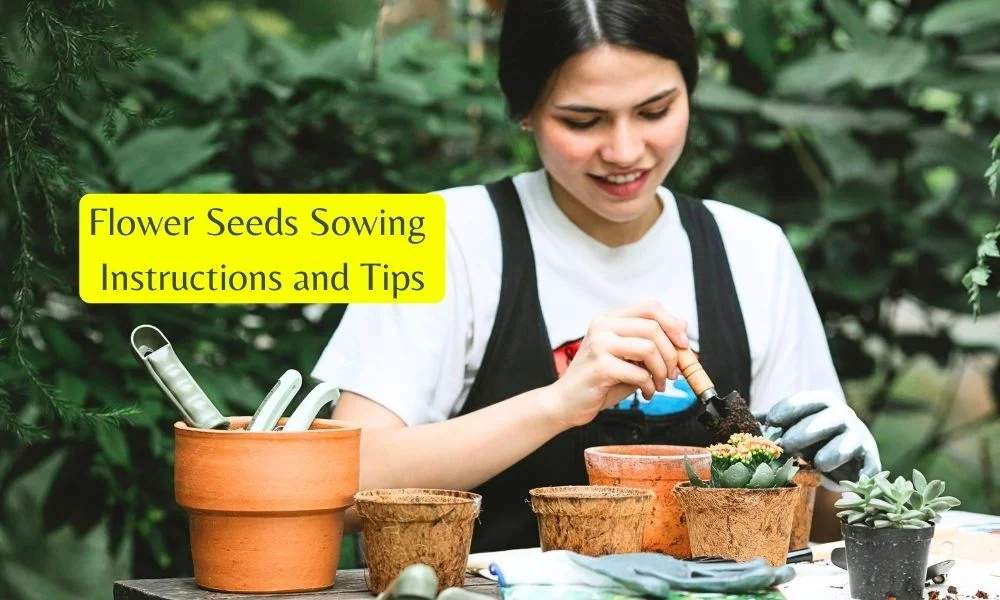 6 Flower Seeds Sowing Instructions and Tips