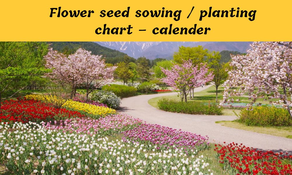Flower Seeds Sowing / Planting Chart Calendar Science Taj