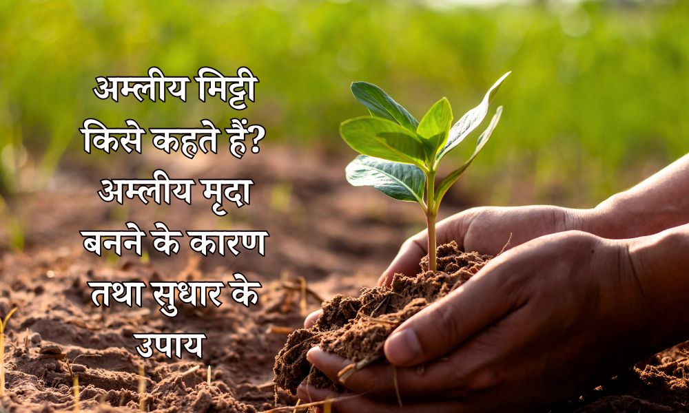 अम्लीय मिट्टी किसे कहते हैं? अम्लीय मृदा बनने के कारण तथा सुधार के उपाय - What is soil acidity in Hindi