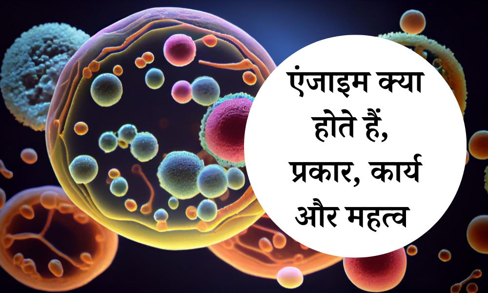 एंजाइम क्या होते हैं, प्रकार, कार्य और महत्व - Types, Functions And Importance Of Enzymes In Hindi