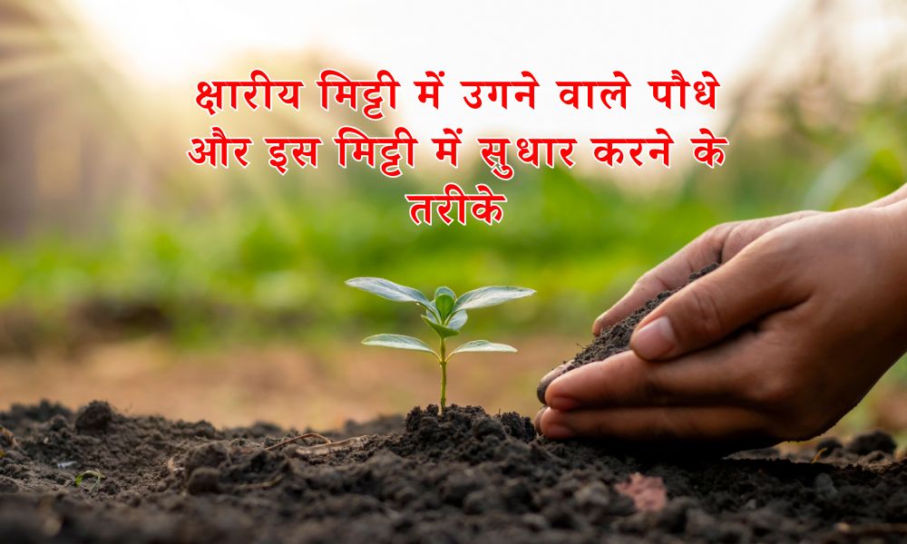 alkaline-soil-in-hindi