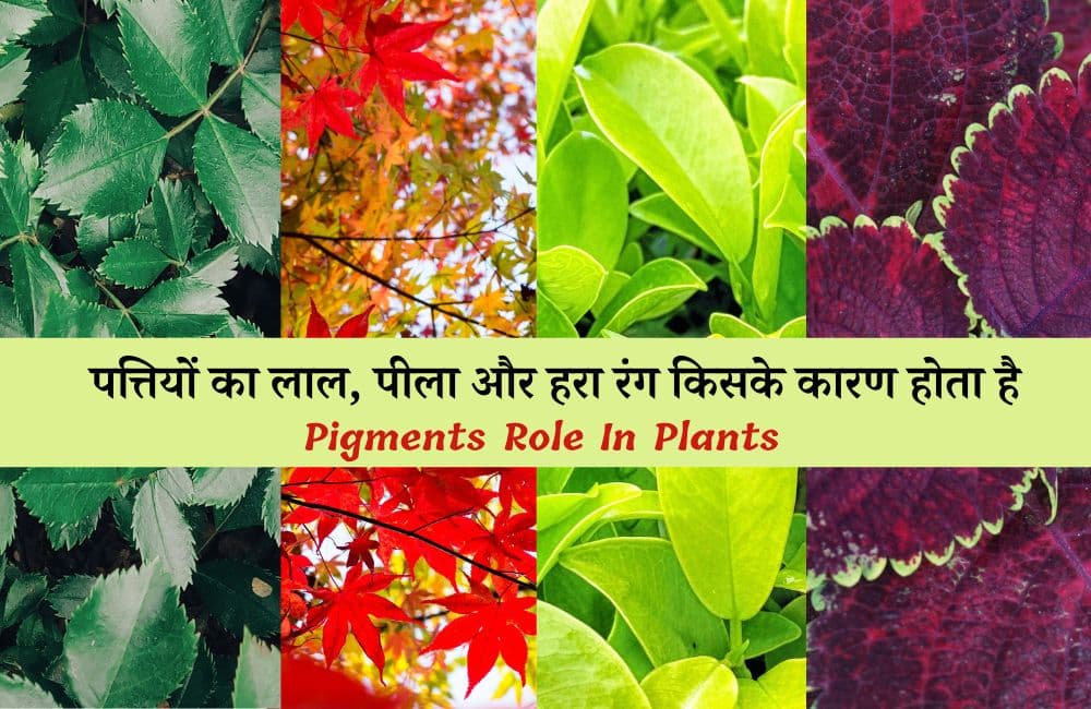 पादप वर्णक: जानें पत्तियों का लाल, पीला और हरा रंग क्यों होता है - Plant Pigments And Their Role In Plants In Hindi