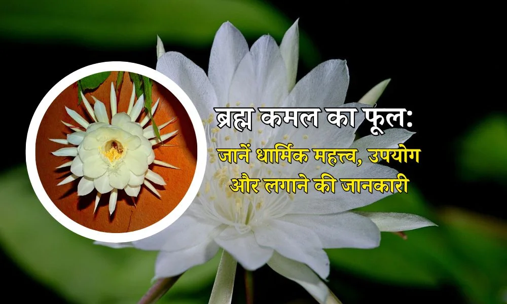 ब्रह्म कमल का फूल: धार्मिक महत्त्व, उपयोग और लगाने की जानकारी - Brahma Kamal Plant Uses Benefits In Hindi