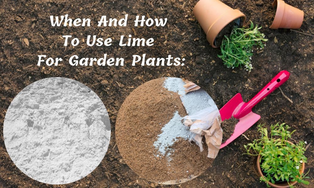 When And How To Use Lime For Garden Plants:
