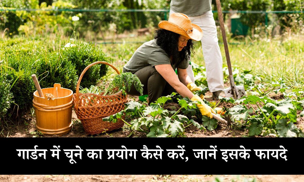 गार्डन में चूने का प्रयोग कैसे करें, जानें इसके फायदे - What Is Garden Lime And How To Use It In Hindi