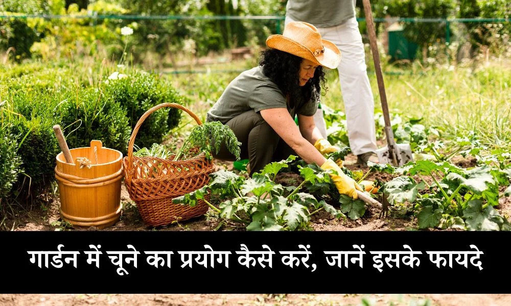 गार्डन में चूने का प्रयोग कैसे करें, जानें इसके फायदे - What Is Garden Lime And How To Use It In Hindi