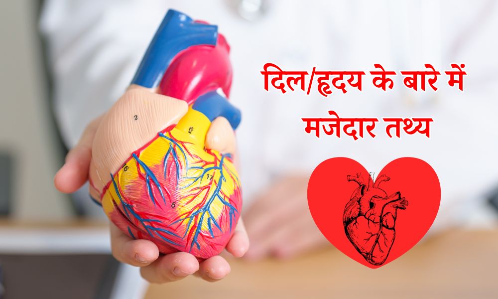 दिल/हृदय के बारे में मजेदार तथ्य - Fun Facts About The Heart in Hindi