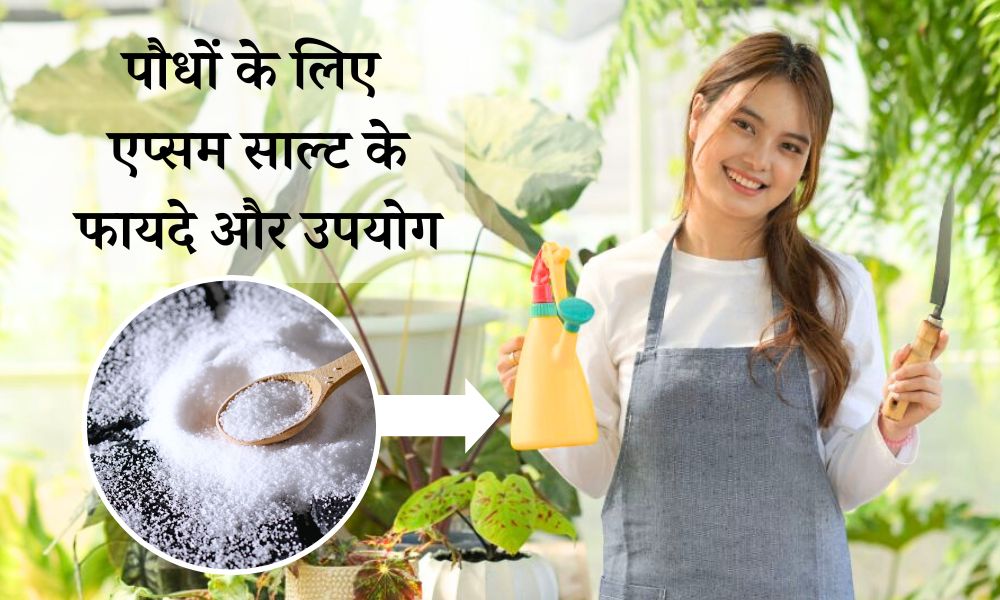 पौधों के लिए एप्सम साल्ट के फायदे और उपयोग - Epsom Salt Uses And Benefits For Plants In Hindi