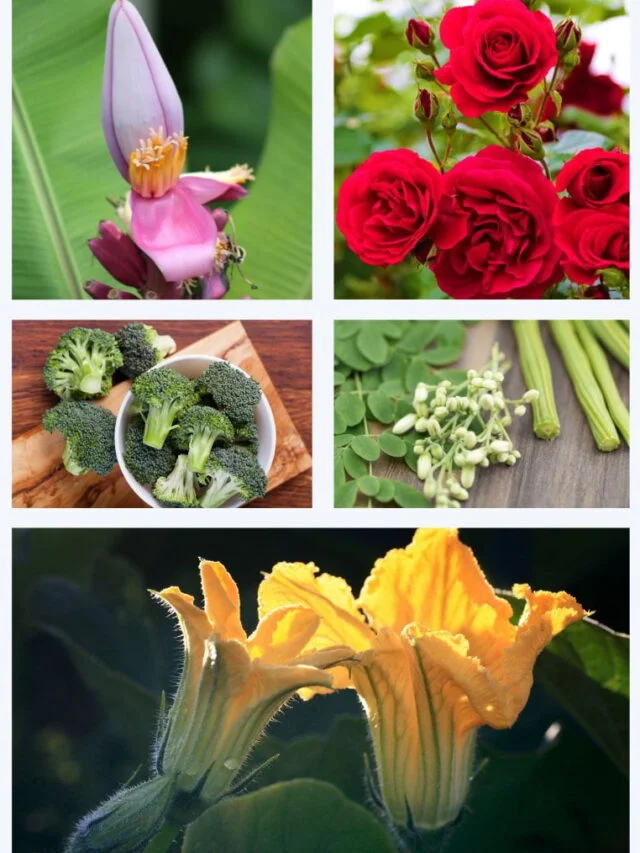 हेल्थ के लिए फायदेमंद फूलों की सब्जी! Flowers We Eat As Vegetables in Hindi
