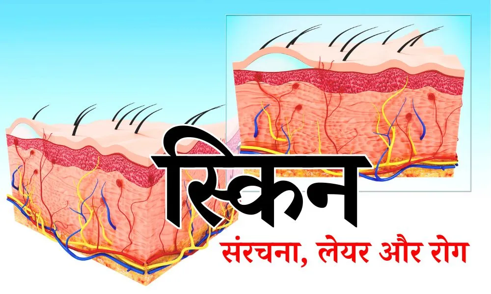 त्वचा की संरचना, लेयर और रोग - Types of Skin Layer and Diseases in Hindi