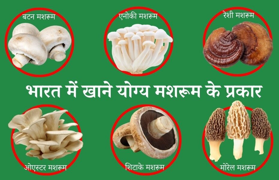 भारत में खाने योग्य मशरूम के 6 सबसे महत्वपूर्ण प्रकार - 6 Best Types of Edible Mushroom in India in Hindi