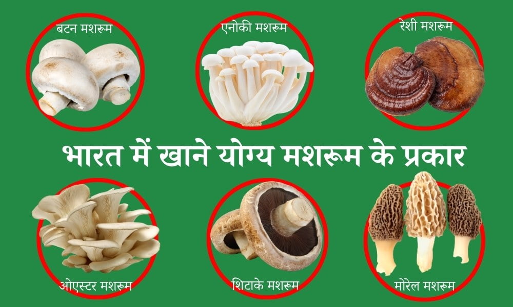 भारत में खाने योग्य मशरूम के 6 सबसे महत्वपूर्ण प्रकार - 6 Best Types of Edible Mushroom in India in Hindi