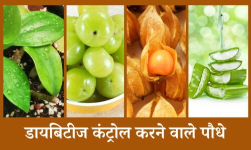 डायबिटीज कंट्रोल करने के लिए असरदार पौधे, डाइट में जरूर करें शामिल - Effective Plants That Help Control Diabetes In Hindi