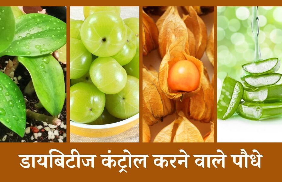 डायबिटीज कंट्रोल करने के लिए असरदार पौधे, डाइट में जरूर करें शामिल - Effective Plants That Help Control Diabetes In Hindi