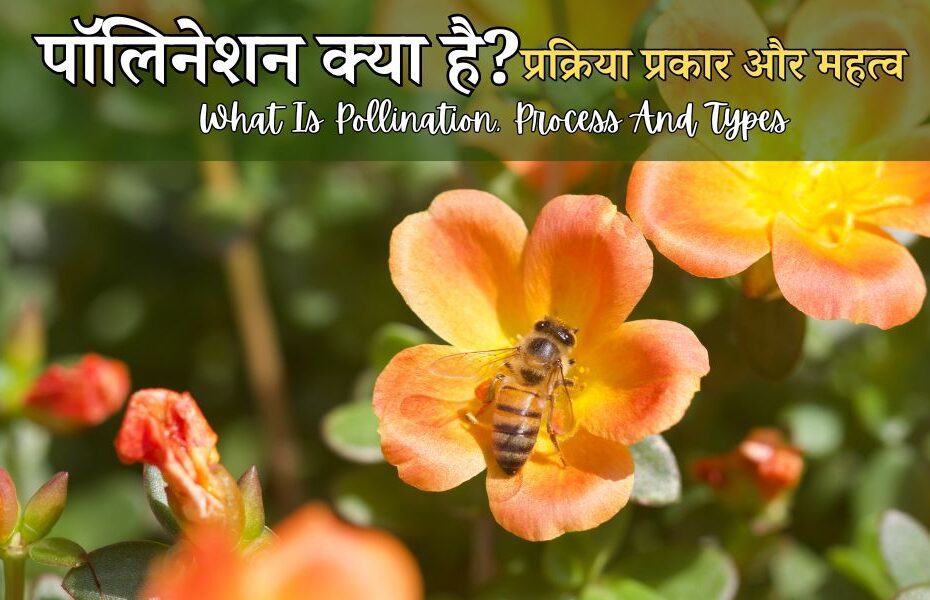 पौधों में पॉलिनेशन क्या है, प्रक्रिया, प्रकार और कारक - What Is Pollination, Process And Types In Hindi