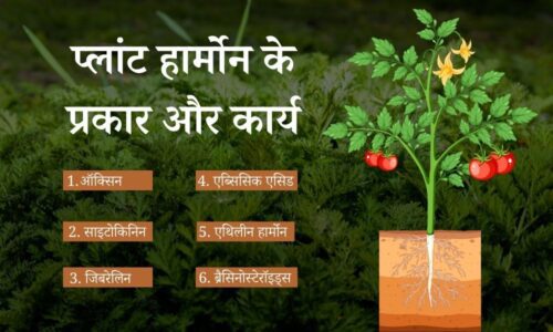 प्लांट हार्मोन (फाइटोहोर्मोन) के प्रकार और कार्य - Plant Hormone Types And Their Functions in Hindi
