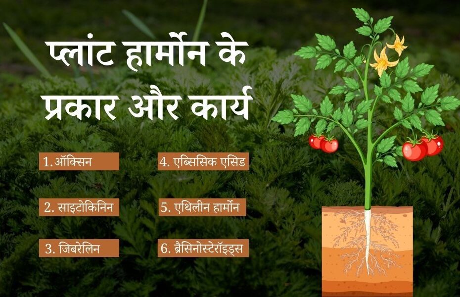 प्लांट हार्मोन (फाइटोहोर्मोन) के प्रकार और कार्य - Plant Hormone Types And Their Functions in Hindi