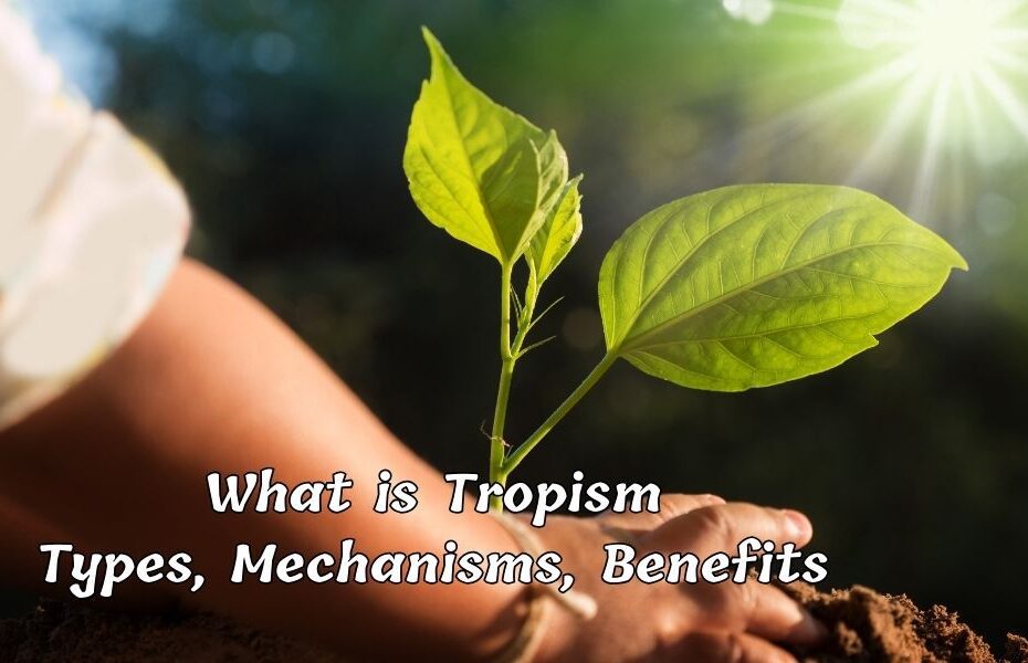 What is Tropism in Plants, Types, Mechanisms, Benefits