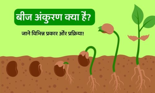 बीज अंकुरण क्या है? जाने इसके विभिन्न प्रकार और प्रक्रिया - Seed Germination Types And Process In Hindi