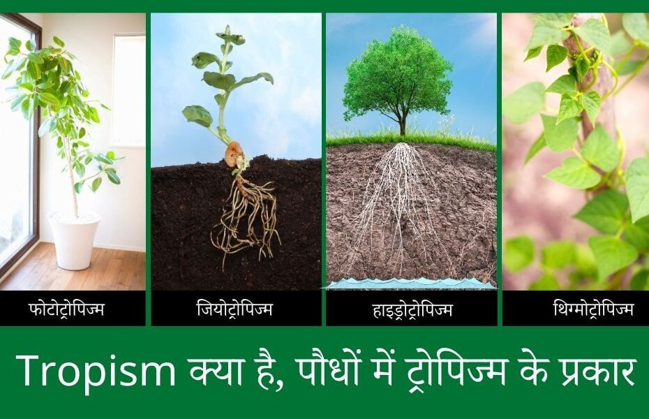 ट्रॉपिज्म क्या है, पौधों में ट्रोपिज्म के प्रकार और विशेषताएं - What Is Tropism And Their Types In Plant In Hindi