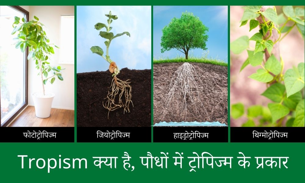 ट्रॉपिज्म क्या है, पौधों में ट्रोपिज्म के प्रकार और विशेषताएं - What Is Tropism And Their Types In Plant In Hindi