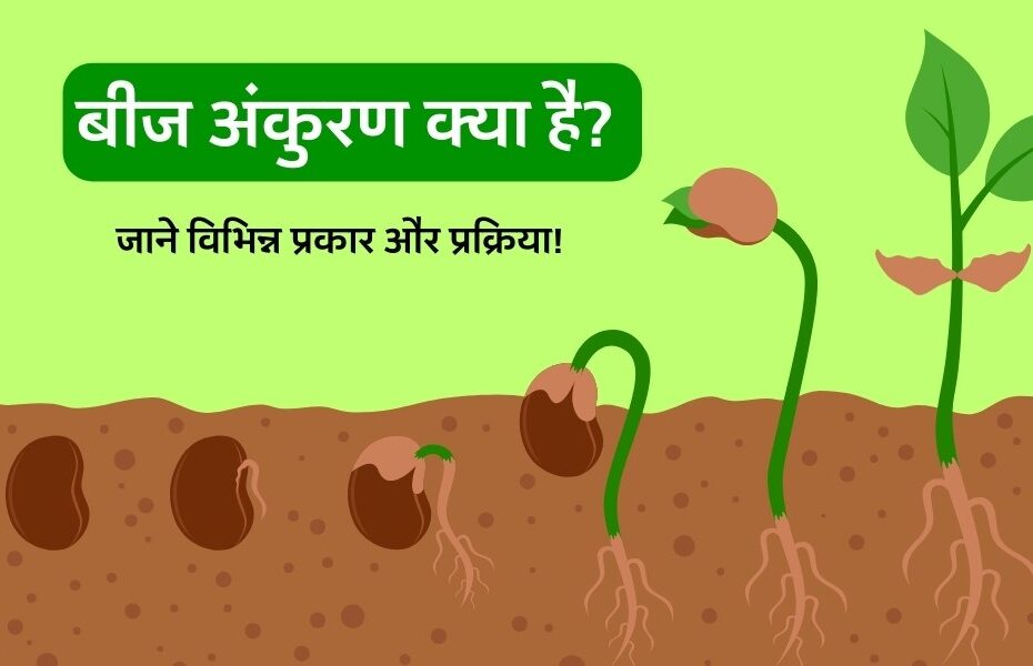बीज अंकुरण क्या है? जाने इसके विभिन्न प्रकार और प्रक्रिया - Seed Germination Types And Process In Hindi