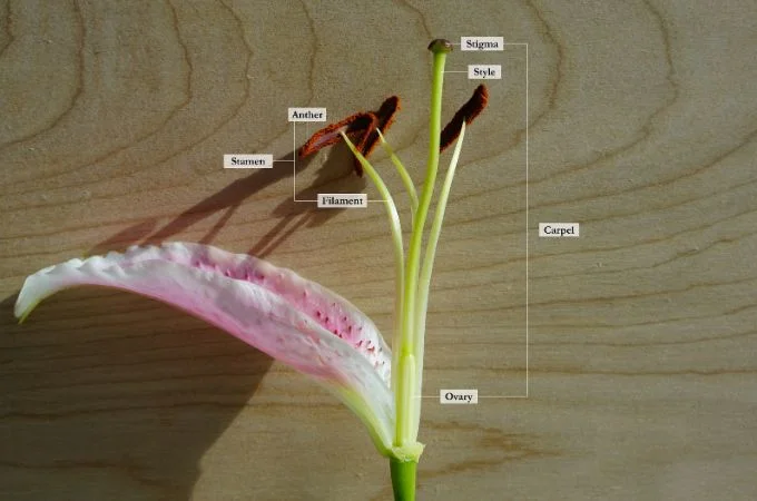 फूल के विभिन्न भाग - Parts Of A Flower In Hindi