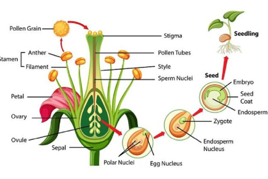 फूलों के विभिन्न भाग और उनके कार्य - Parts Of Flower And Their Functions In Hindi