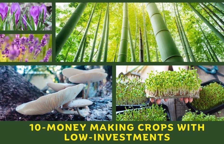 10-Money Making Crops With Low-Investments