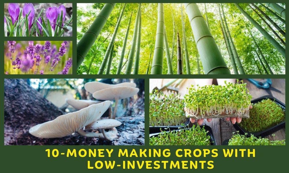 10-Money Making Crops With Low-Investments