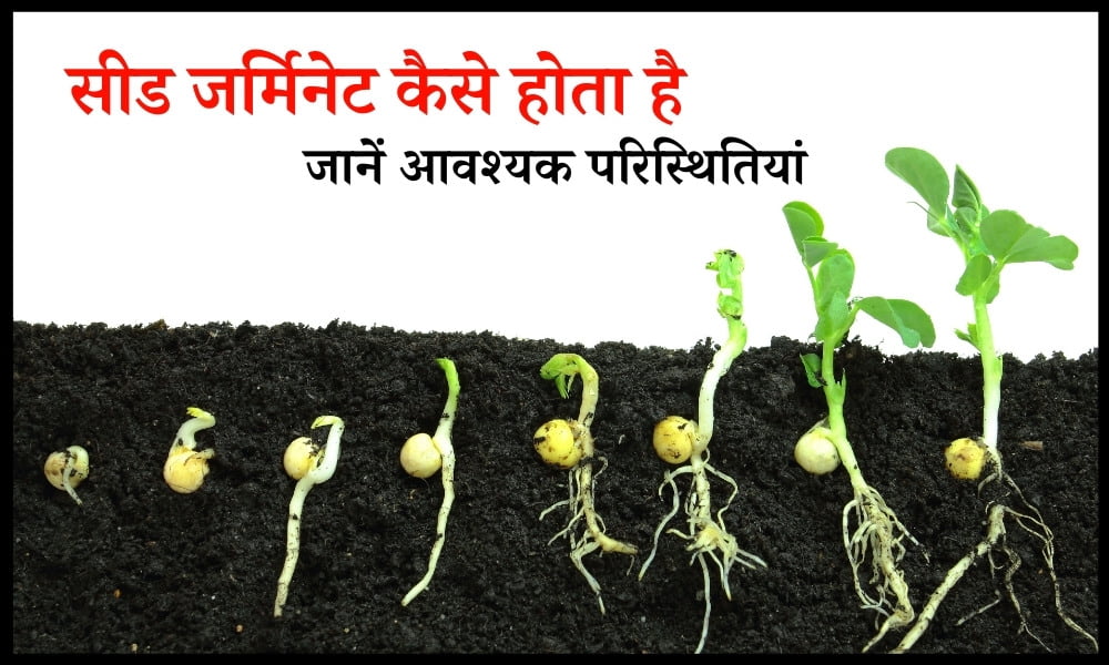 बीज अंकुरण के लिए क्या जरूरी है, जानें आवश्यक परिस्थितियां - The Conditions Necessary for Seed Germination In Hindi