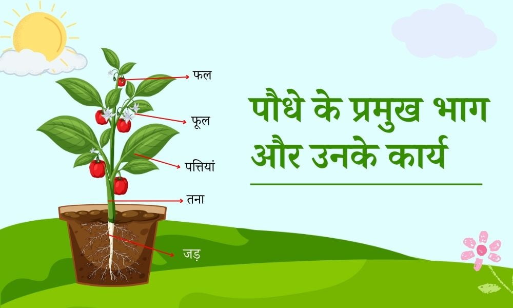 पौधे के प्रमुख भाग और उनके कार्य - Parts Of A Plant And Their Functions In Hindi 