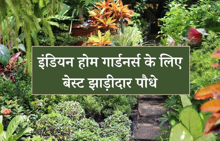 इंडियन होम गार्डनर्स के लिए बेस्ट झाड़ीदार पौधे - Best Shrub Plants In India In Hindi