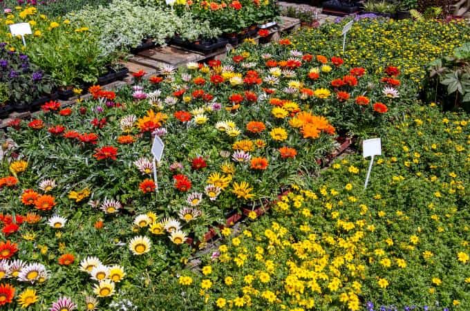 गर्मियों में कौन से फूल लगाएं - Which Flower Plant Grow In Summer In India In Hindi 