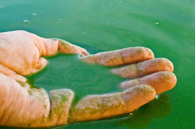 शैवाल बायोफर्टिलाइजर - Algae Biofertilizer in Hindi 
