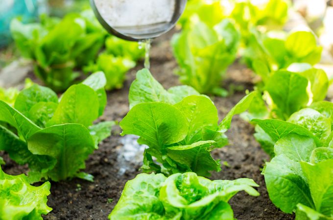 जैव उर्वरक के लाभ - Benefits or Advantages of Biofertilizer in Hindi