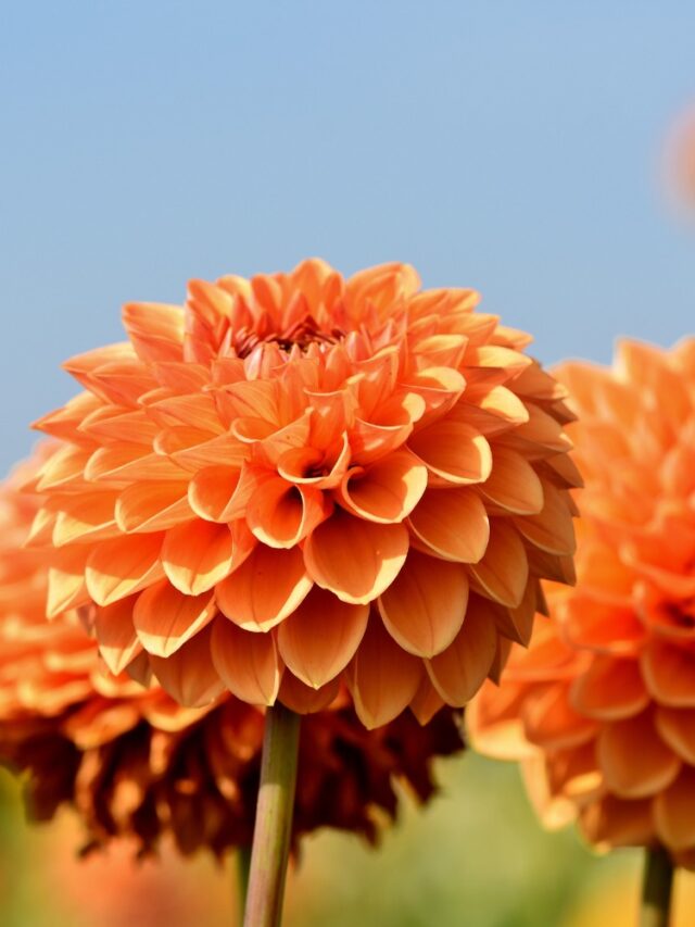 12 महीने फूल देने वाले इन पौधों से सजाएं अपना होम गार्डन – All Time Flowering Plants In India in hindi