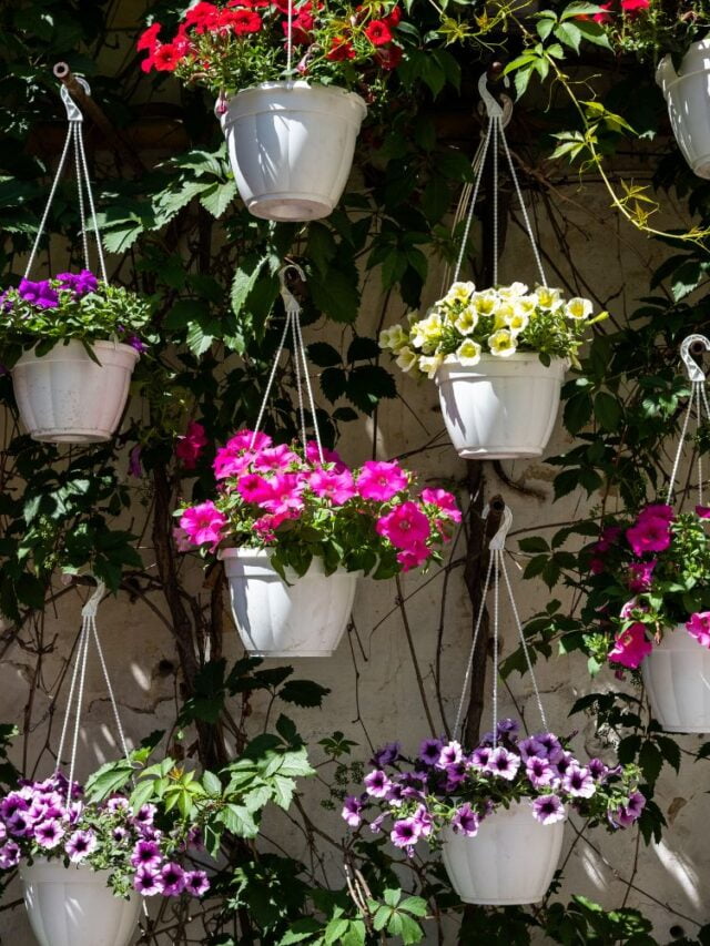 हैंगिंग बास्केट में इन टॉप 10 फूलों को लगाकर सजाएं अपनी बालकनी – Flowers For Hanging Basket In Hindi