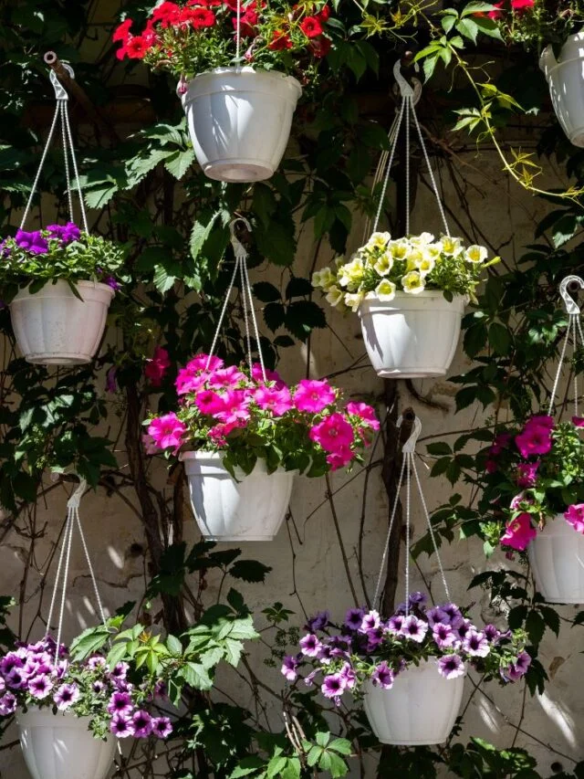 हैंगिंग बास्केट में इन टॉप 10 फूलों को लगाकर सजाएं अपनी बालकनी – Flowers For Hanging Basket In Hindi